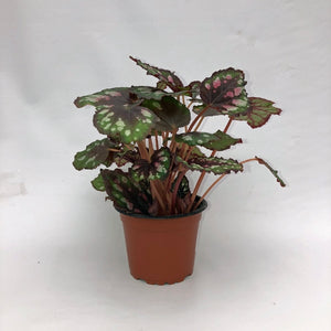 Begonia 'Etna'
