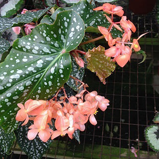 Begonia 'Fremantle'