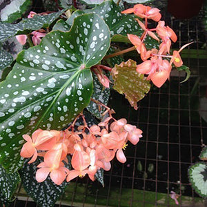 Begonia 'Fremantle'