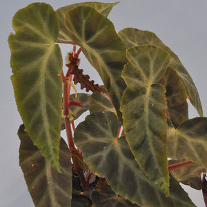 Begonia 'Grey Feather'