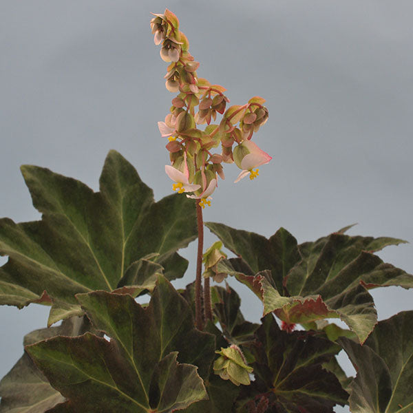Begonia 'Gunmetal'