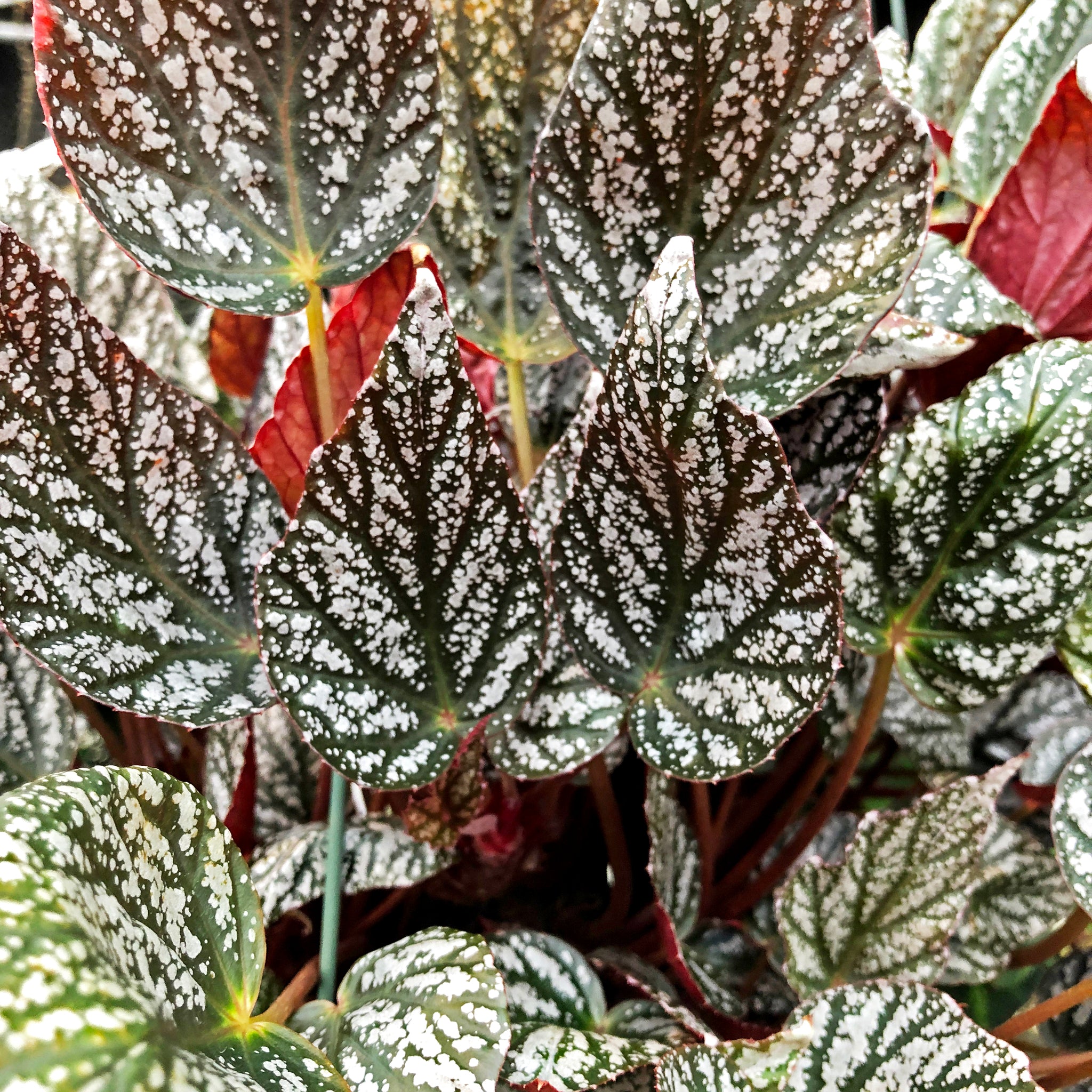 Begonia 'Jolly Silver'