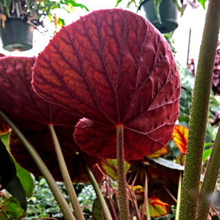 Begonia 'Jovian'