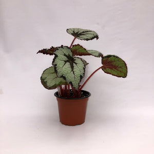 Begonia 'Katherine'