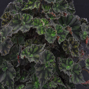 Begonia 'Kevin Whitecotton'