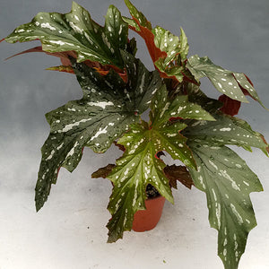 Begonia 'Lady Vanderwilt'