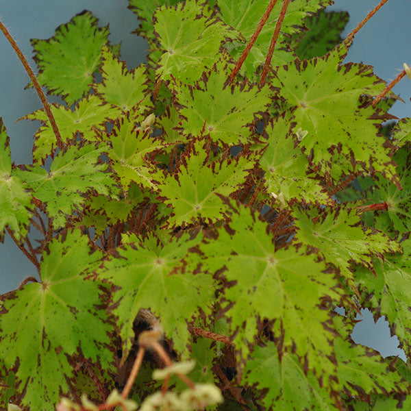 Begonia 'Leopon'