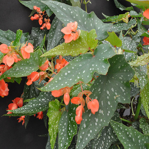 don burke philodendron Begonia 'Lois Burks'