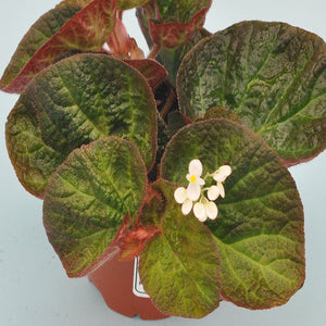 Begonia 'Manaus'