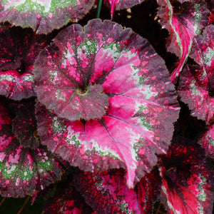 Begonia 'Marion's Purple Curl'