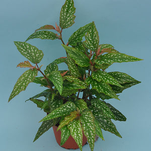 Begonia 'Medora'