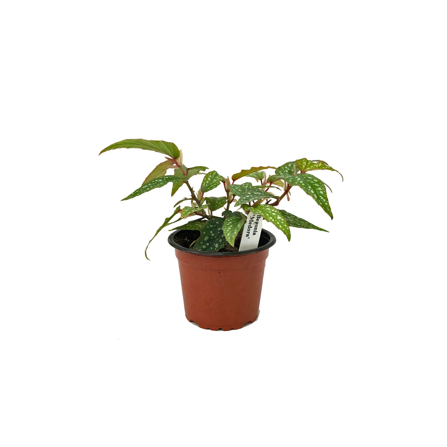 Begonia 'Medora'