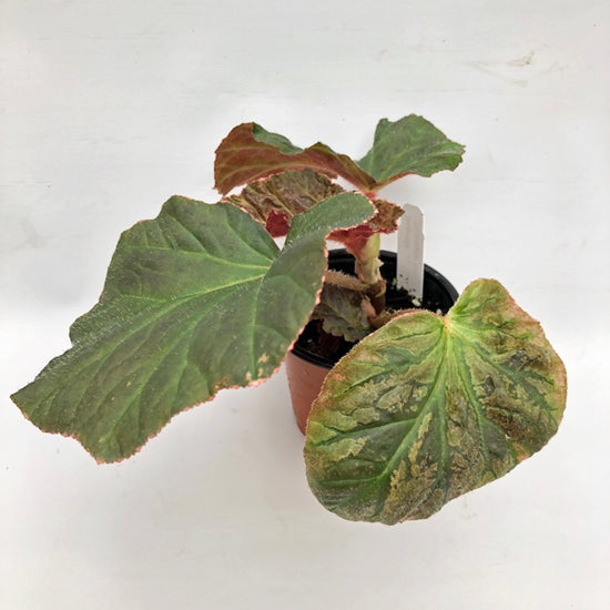 begonia-midnight-sun-steve-s-leaves