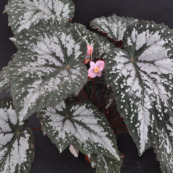 Begonia 'Moonlit Snow'