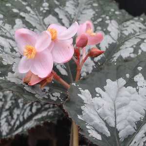 Begonia 'Moonlit Snow'