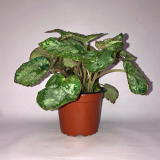 Begonia 'Old Blue'
