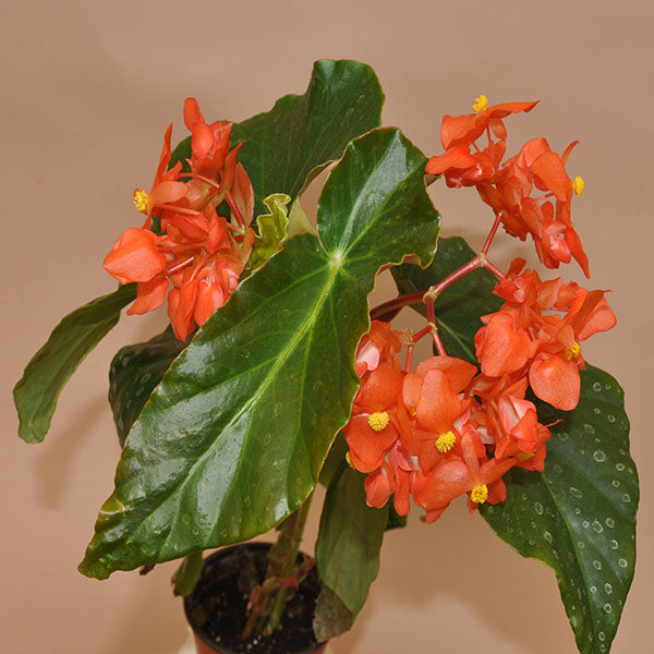 Begonia 'Orange Glow'