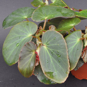 Begonia 'Panasoffkee'