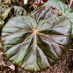 Begonia 'Red Fred'