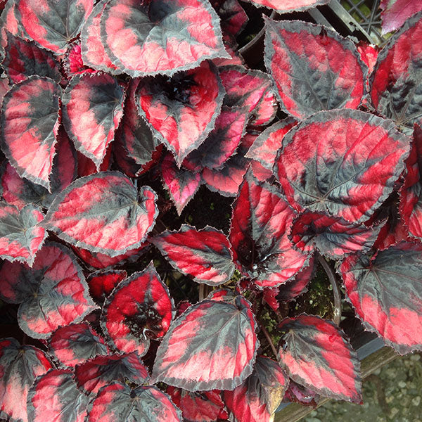 Begonia 'Red Kiss'
