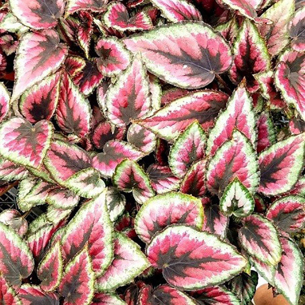 Begonia 'Red Tango' – Steve's Leaves