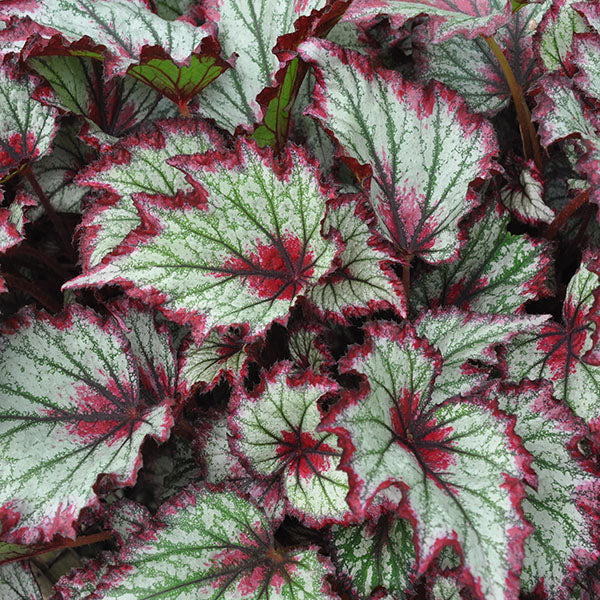 Begonia 'Ring of Fire'