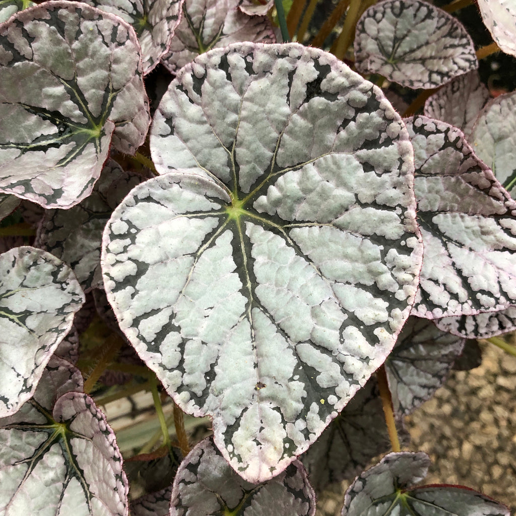 Begoniaceae-Begonia-Silver-Dollar-3-Steve_E2_80_99s-Leaves-Inc.-1_1024x.jpg?v=1612198794