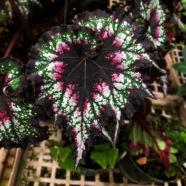 cosmic candy succulent Begonia 'Steve's Leaves Cosmic Candy'