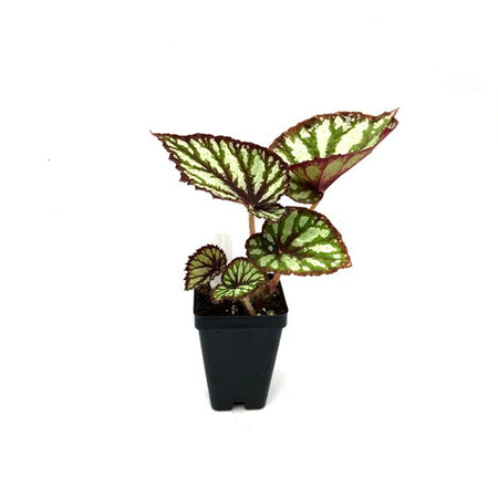 Begonia 'Steve's Leaves Fang'