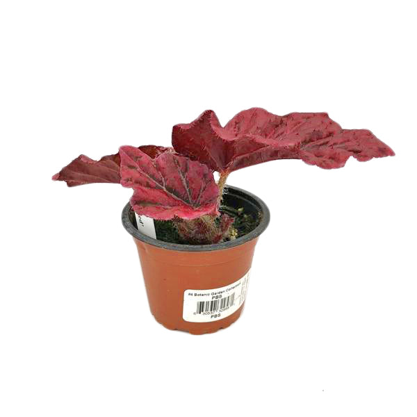 Begonia 'Venetian Red'