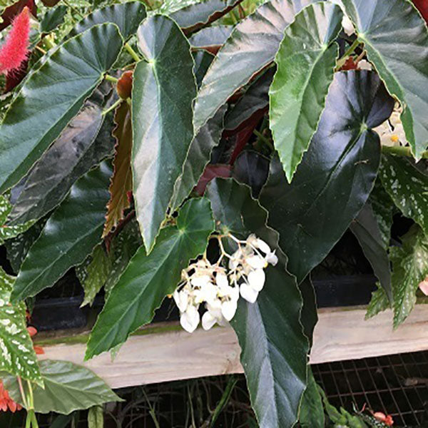 Begonia 'White Chandelier'