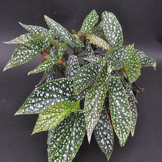 Begonia 'White Ice'