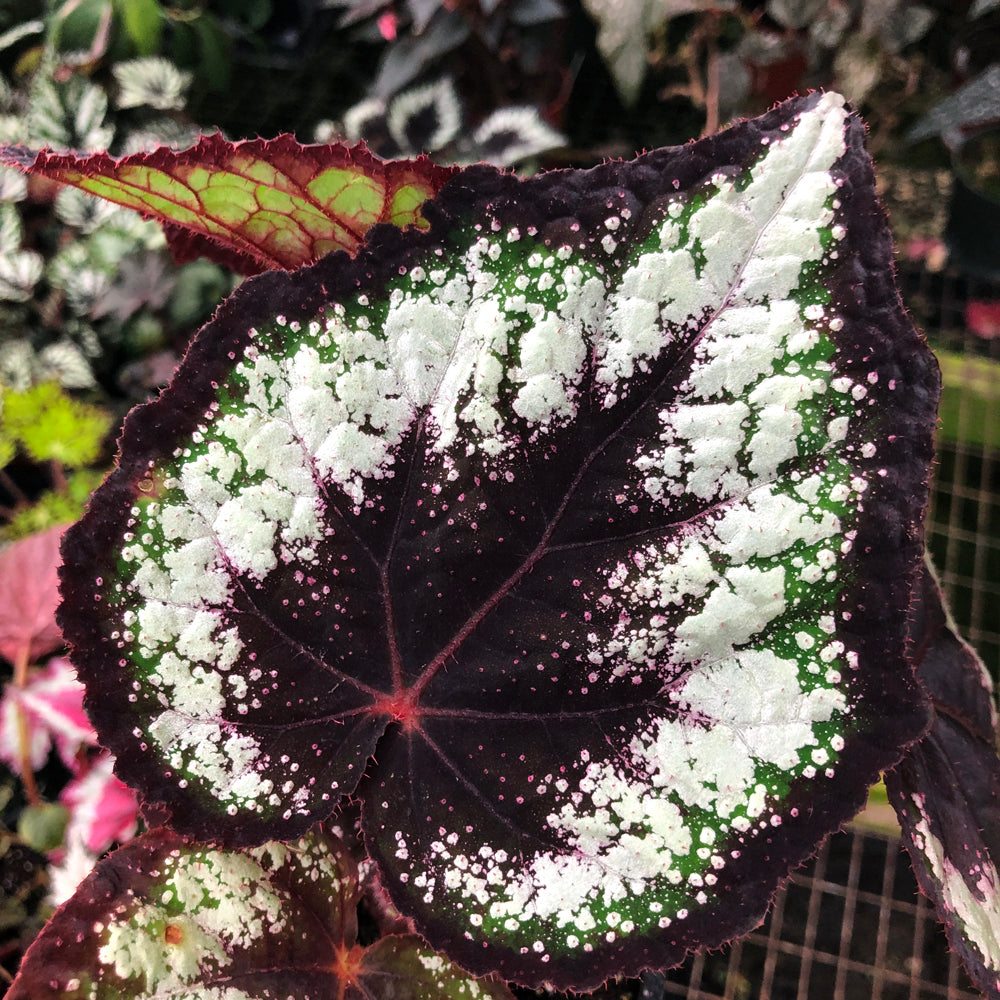 Begonia 'Black Beauty'