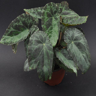 Begonia burkillii