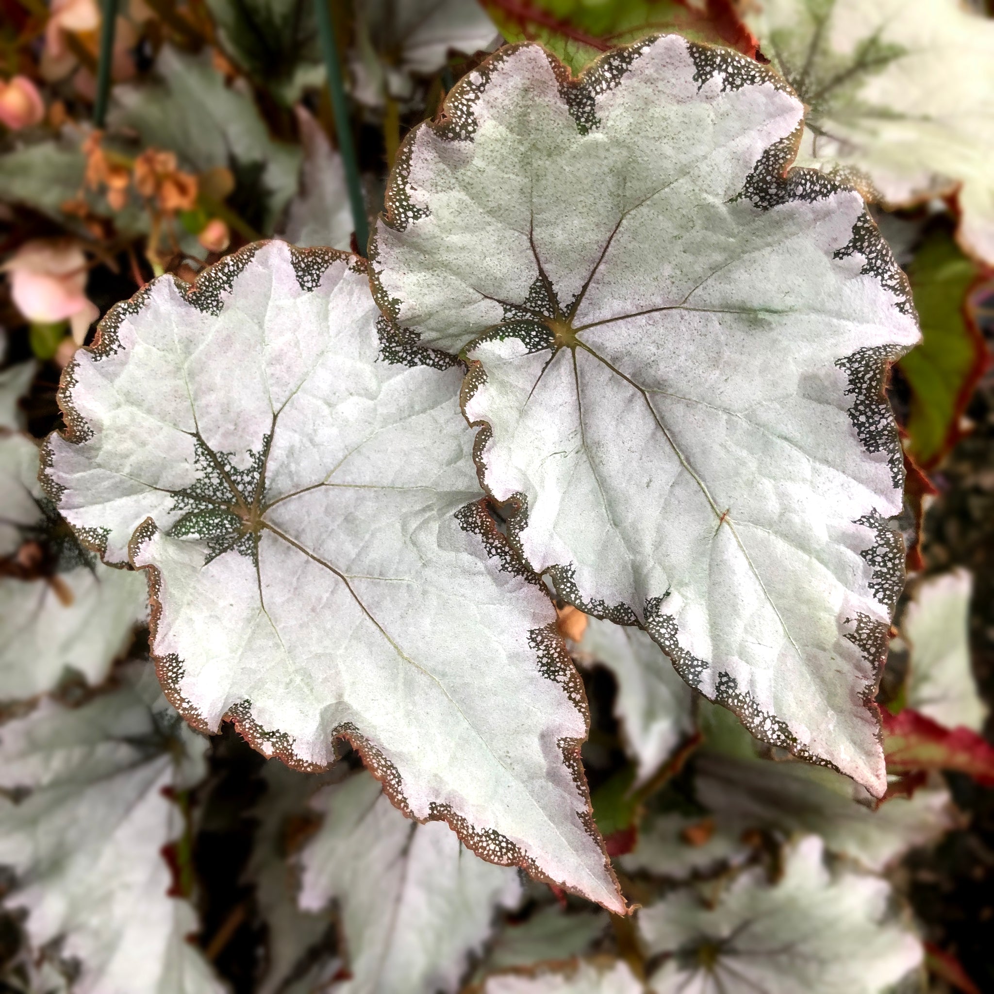 Begonia 'Champagne Bubbles'