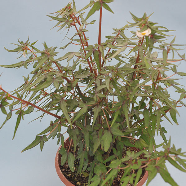 begonia bonsai tree Begonia Partita | Bonsai-Style Begonia Plant