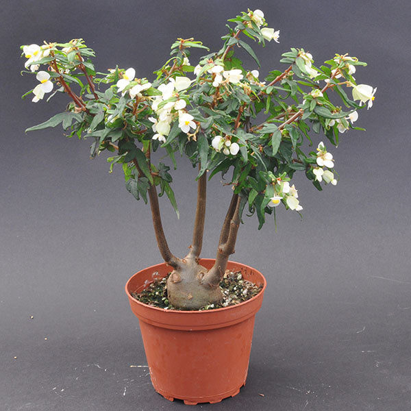 bonsai tree glasgow Begonia dregei 'Glasgow' – Steve's Leaves