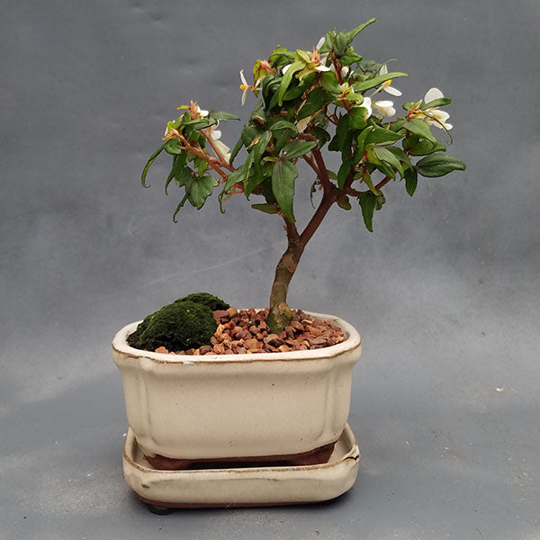 begonia bonsai tree Begonia dregei 'Partita'