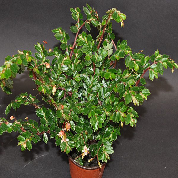 Begonia foliosa