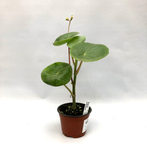 Begonia goldingiana