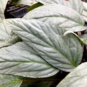 Begonia hatacoa 'Silver'