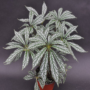 Begonia hemsleyana variegata