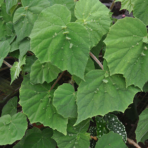 Begonia hispida