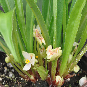 Begonia lanceolata