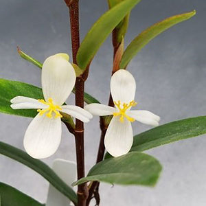 Begonia loranthoides ssp. rhopalocarpa