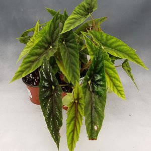 Begonia lubbersii