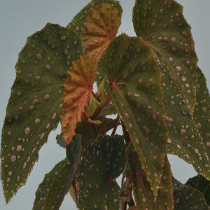 Begonia malachosticta