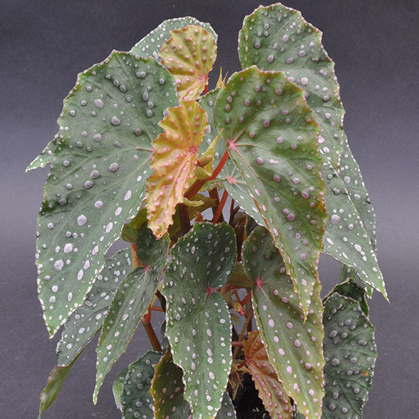 Begonia malachosticta
