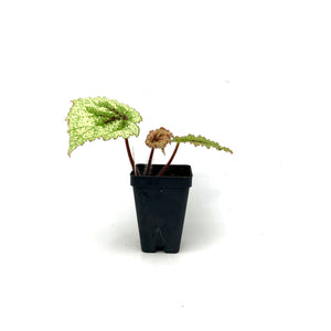 Begonia masoniana 'Tricolor'