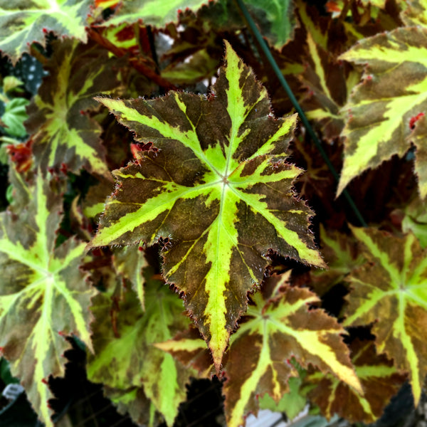 叶ページ Begonia 'Nebula Zeta' – Steve's Leaves